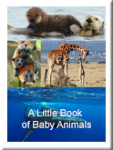 A Little Book of Baby Animals