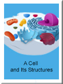 Cell and its Structures