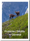 Protected Wildlife in Slovakia