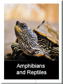 Amphibians and Reptiles