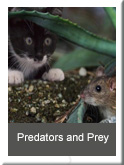 Predators and Prey