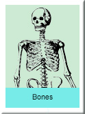 Bones