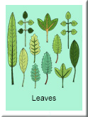 Leaves