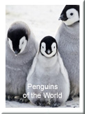 Penguins